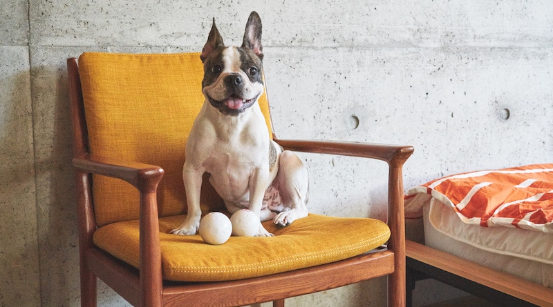 GOMI: The Interactive Smart Ball for Your Pets