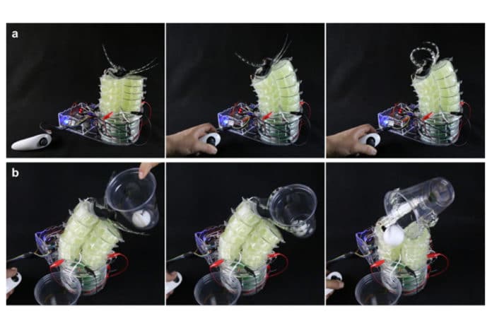 This soft robotic device was inspired by an elephant trunk. The device can also move a ping pong ball from one cup to another.