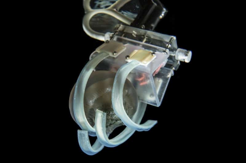 Robotic gripper captured while grasping jellyfish gently.