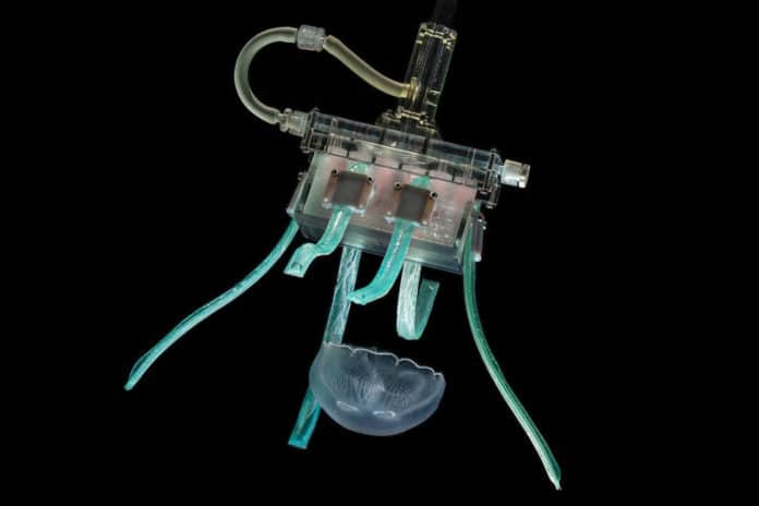 A new ultra-soft gripper uses fettuccini-like silicone “fingers” inflated with water to gently but firmly grasp jellyfish and release them without harm./ Image Credit: Wyss Institute
