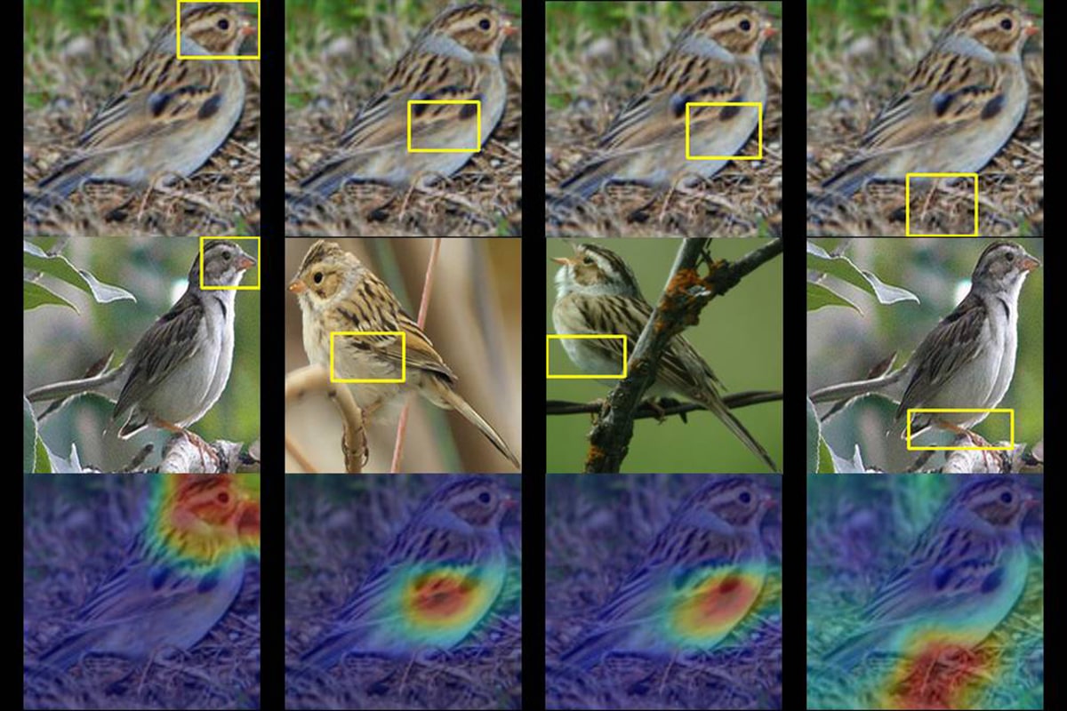 A Duke team trained a computer to identify up to 200 species of birds from just a photo.