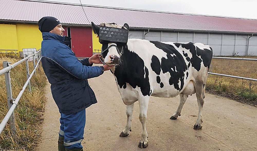 In future, Virtual Reality could help cows produce better milk