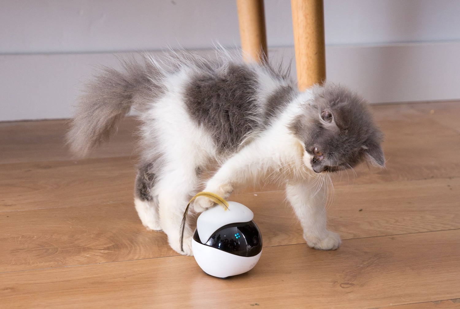 Ebo, The Smart Robot Companion for Your Cat