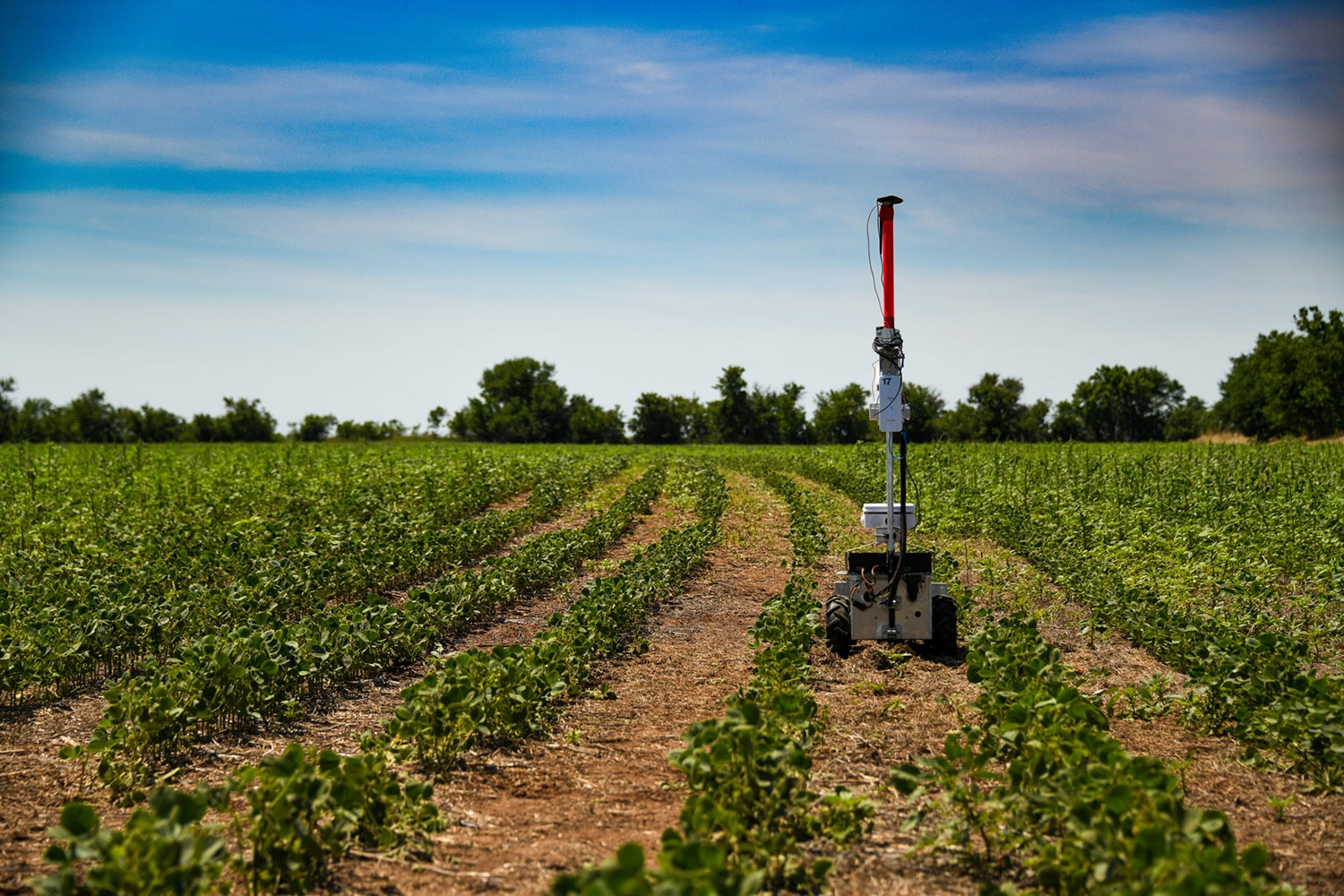 Weed-killing robot to combat weeds economically and avoid pesticides.