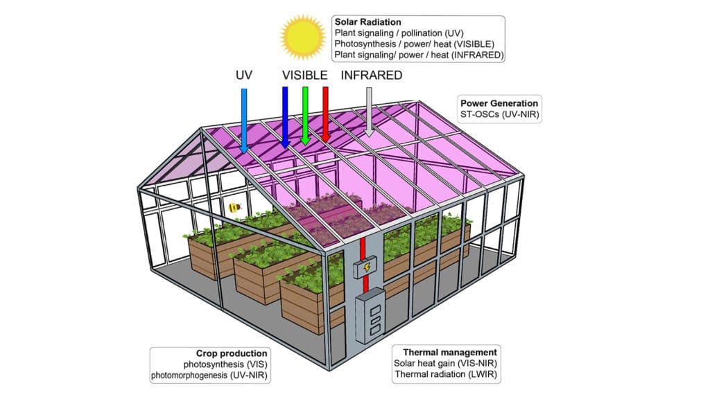 Plants can grow well in greenhouses with built-in transparent solar cells.