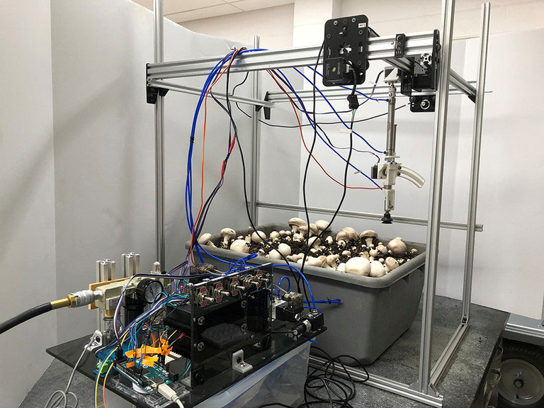 Engineers develop a robotic device to pick, trim button mushrooms