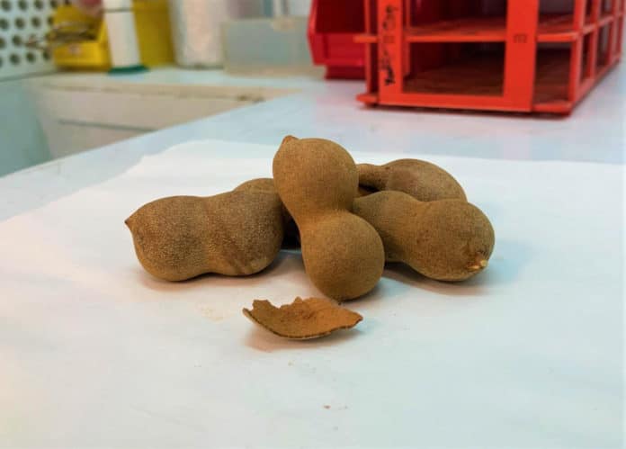 Converting tamarind waste into energy storage material for EVs