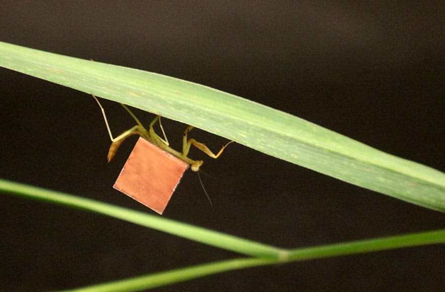 New packaging-free microbattery design is light enough to be carried by an insect.