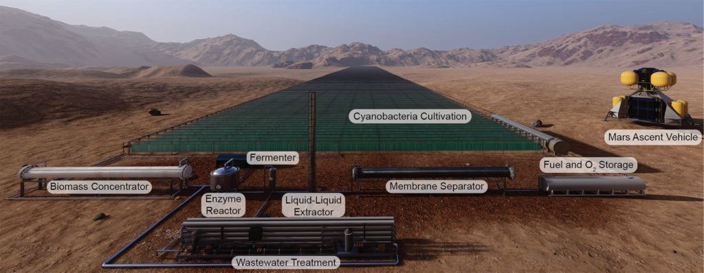 Photobioreactors the size of four football fields, covered with cyanobacteria, could produce rocket fuel on Mars.