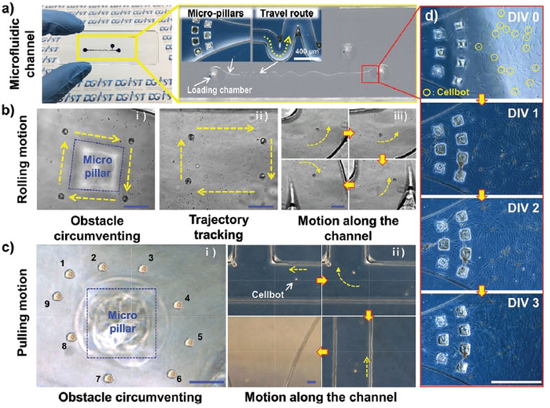 In vitro magnetic actuation of the Cellbots in a microfluidic channel.