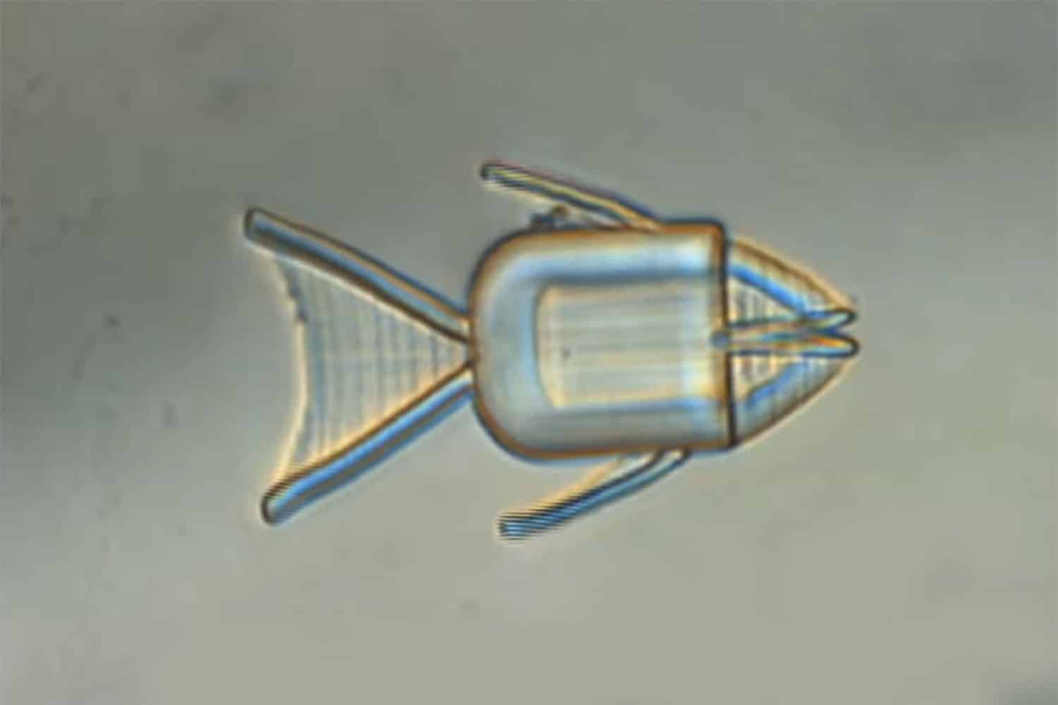 Fish-shaped microrobots for targeted drug delivery to kill cancer cells.