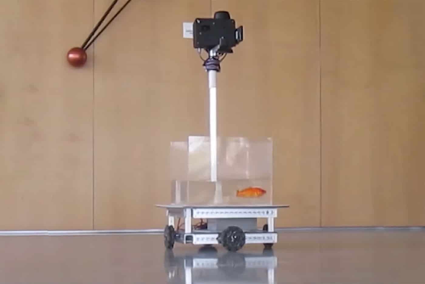Scientists train goldfish to drive a robotic car