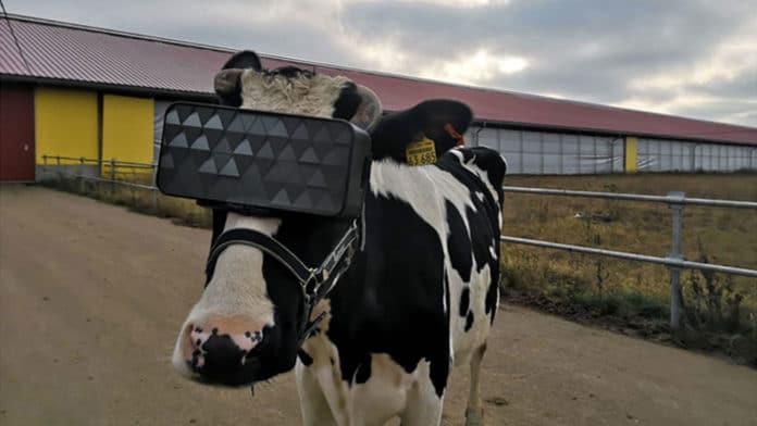 A Turkey farmer puts VR headsets on cows to make them produce more milk.