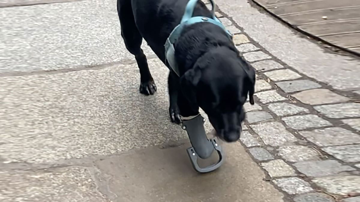 Veterinary student builds 3D printed prostheses for injured dogs.