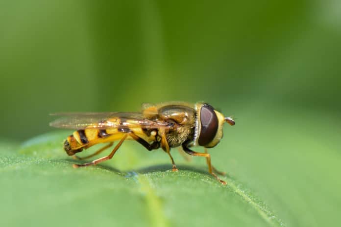Hoverfly-inspired vision system to detect sound of distant drones