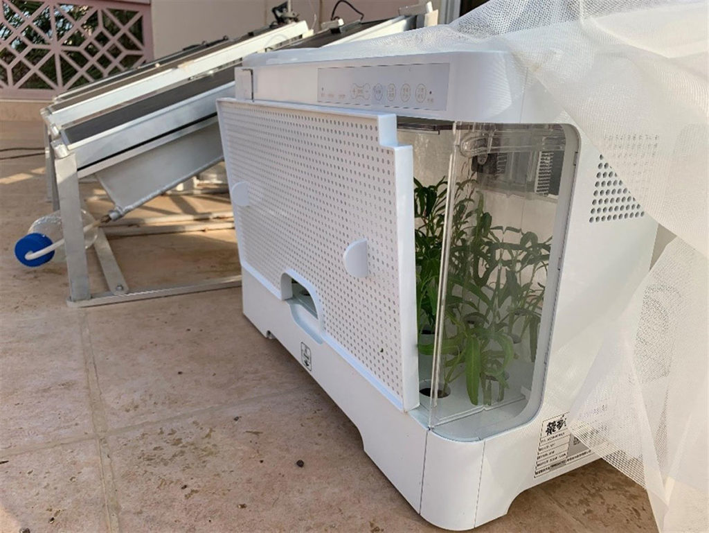 The solar panels connected to a plant-growing box that contains 60 water spinach seeds.