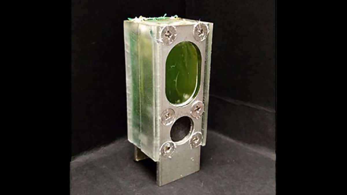 Algae-based energy harvester can power a microprocessor continuously for a year.