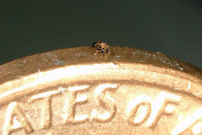 Tiny walking robot stands on the edge of a coin.