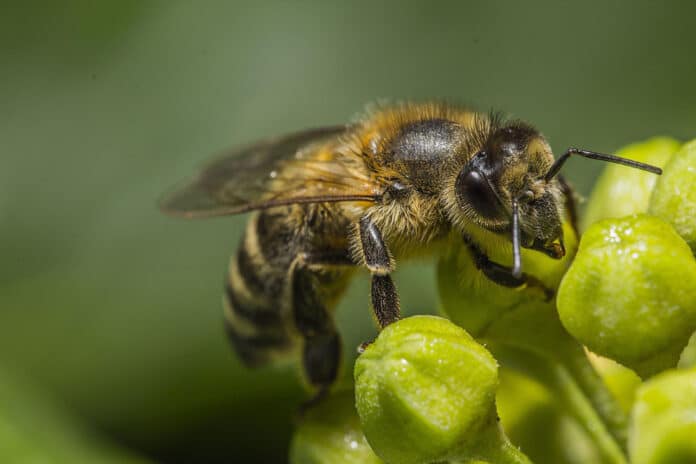 Bees' waggle dance inspires new visual communication system for robots.