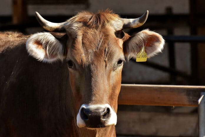 New plant to make renewable power using biogas made from cow manure.