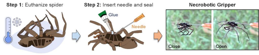 An illustration shows the process by which Rice University mechanical engineers turn deceased spiders into necrobotic grippers, able to grasp items when triggered by hydraulic pressure.