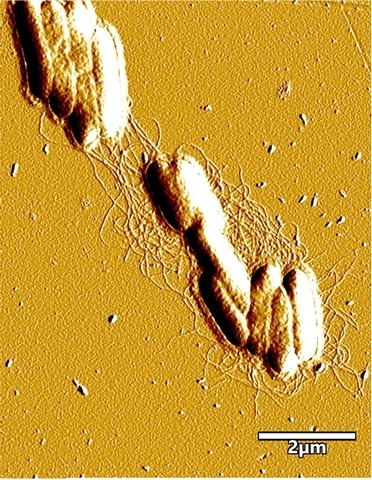 The tiny nanowires connecting colonies of G. sulfurreducens to each other. 
