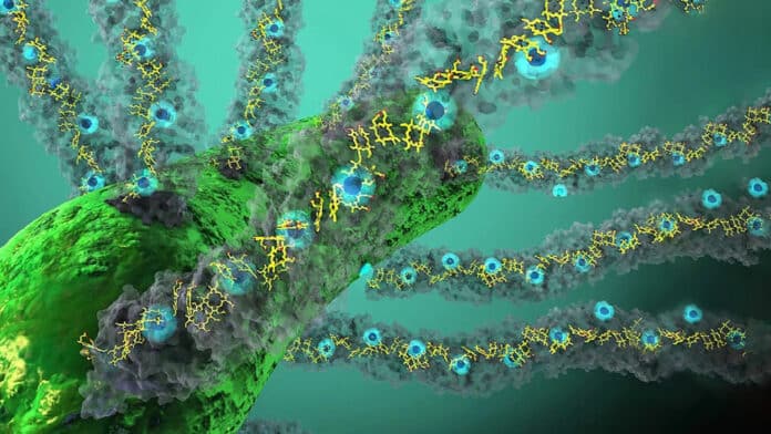 Bacteria producing nanowires made up of cytochrome OmcS.