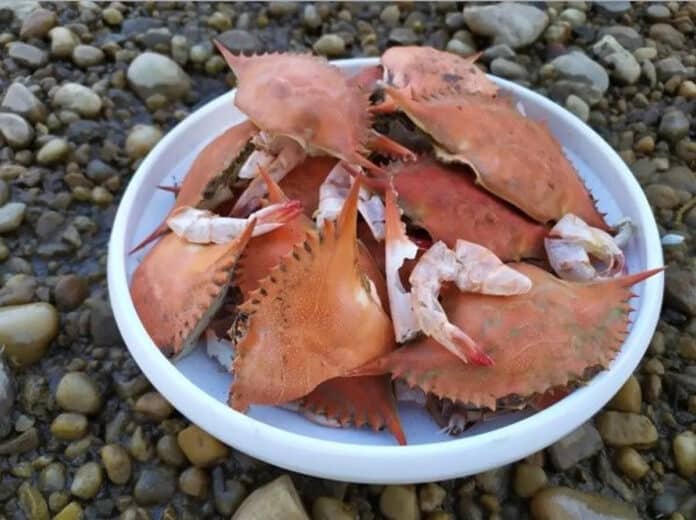 Crab and shrimp shella are an abundant source of Chitin.