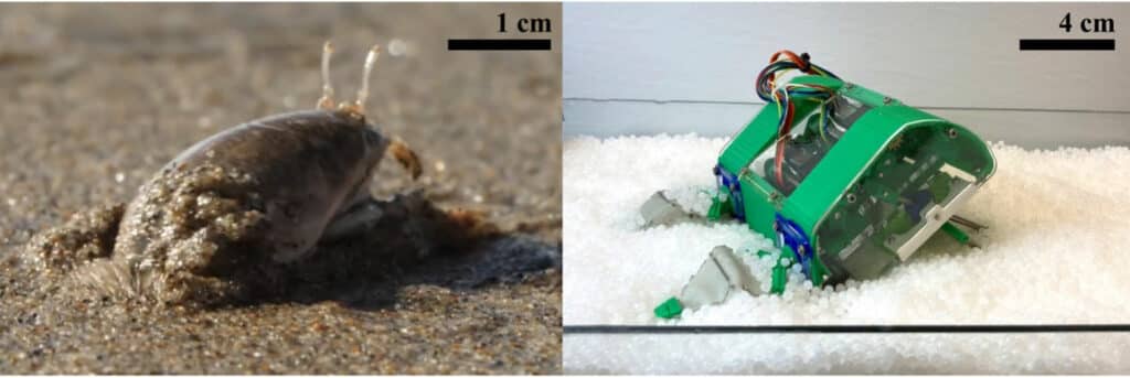 Image of the Pacific mole crab in its natural substrate of wet sand (left), contrasted with the mole crab-inspired robot EMBUR in the dry substrate used for testing (right).
