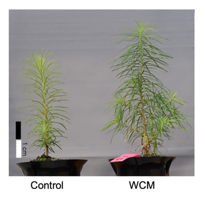 Japanese larch tree seedlings grown without (left) and with (right) the use of a wavelength converting material (WCM) sheet.