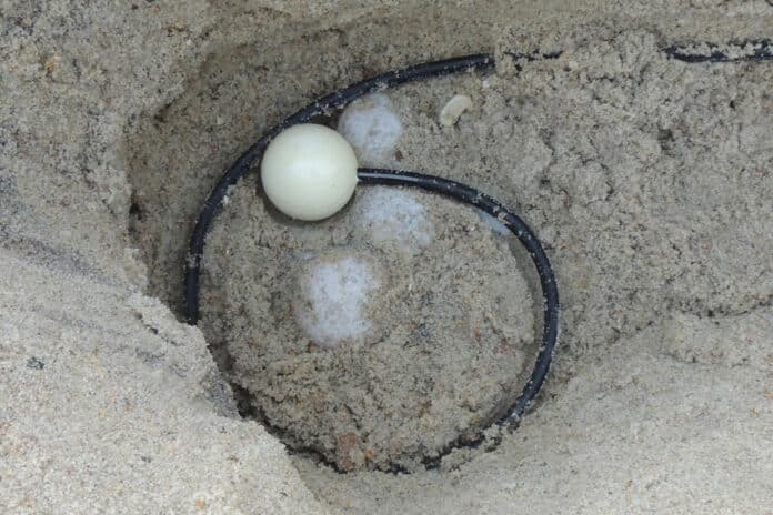 Sensor disguised as a sea turtle egg allows conservationists to remotely predict nest hatching time.