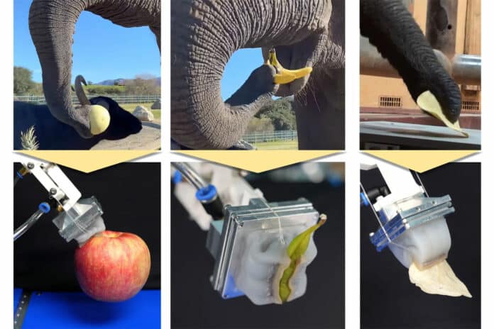 World's first elephant trunk-mimetic gripper gripping objects of various sizes.