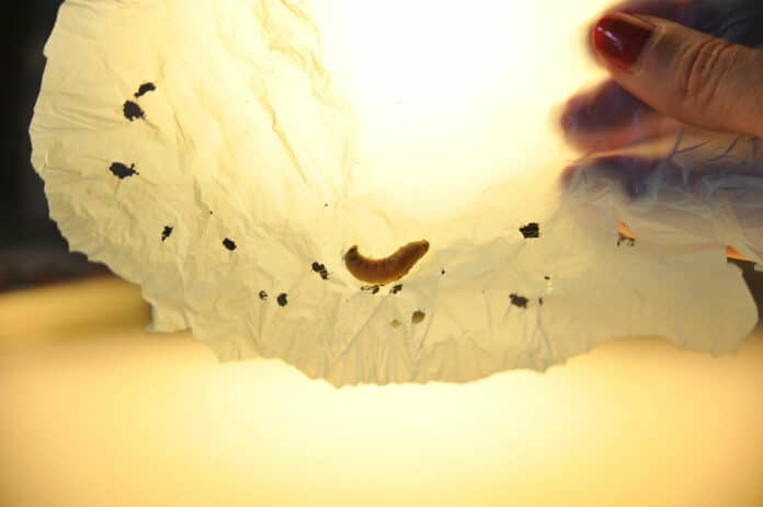 The wax worm saliva contains enzymes that set off polyethylene.