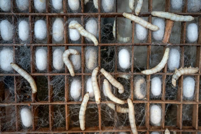Quicker and easier nanofiber spinning method inspired by silkworms.