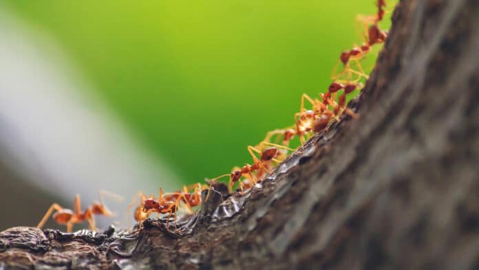 A colony of ants can perform really complex tasks.