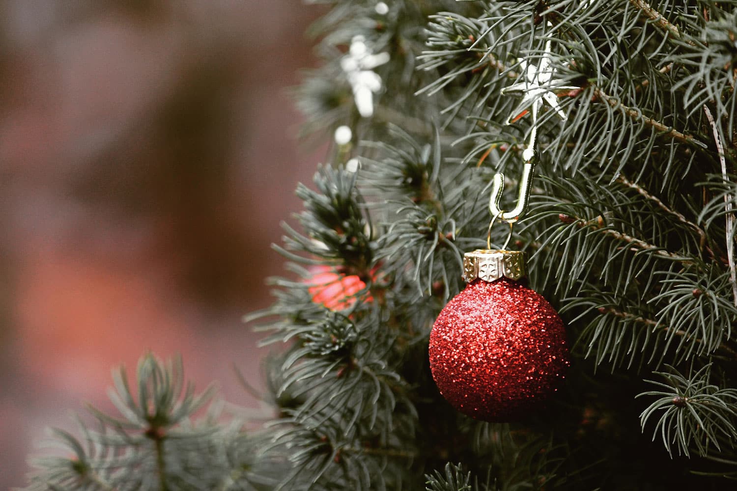 Discarded Christmas trees could be turned into renewable fuels.