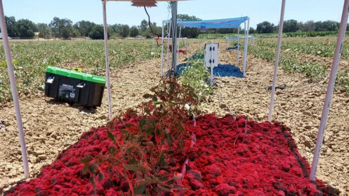 Solar panels emit a red light over tomato plants growing in a research field at UC Davis in 2022.