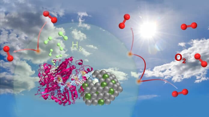 Researchers used natural enzymes - hydrogenases - to generate green hydrogen using sunlight.