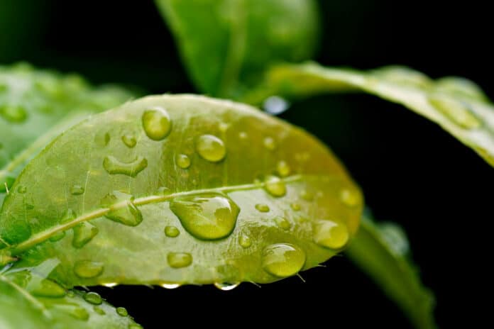 Artificial leaf harvests energy from wind and raindrops simultaneously.