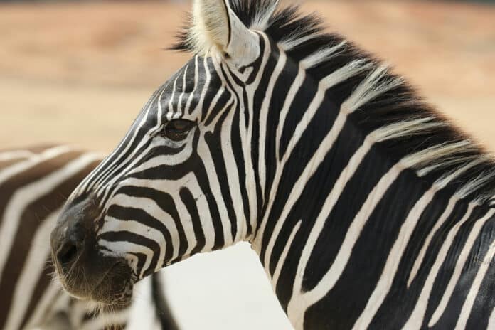 New zebra-inspired flexible and biodegradable thermoelectric generators.