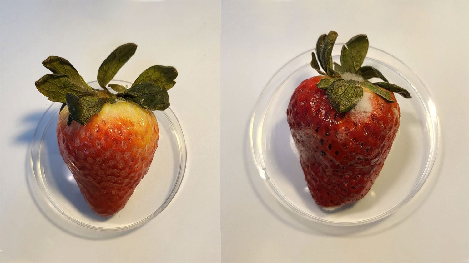 A strawberry enveloped in an edible CBD coating (left) still appeared fresh compared to an untreated berry (right) after 15 days.
