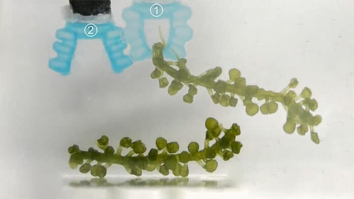 A 3D printed alginate gripper safely handles and moves a fragile piece of seaweed.