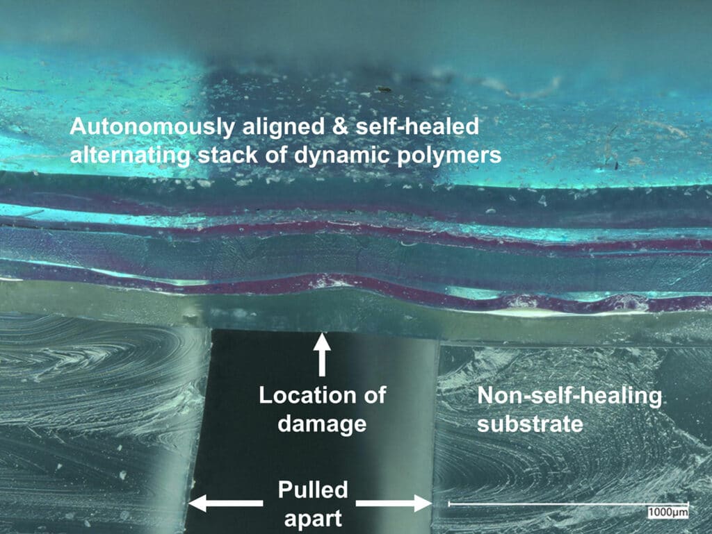 A depth-profiled digital microscope photograph of a 5-layer alternating laminate film of immiscible dynamic polymer films which have been damaged, autonomously aligned, self-healed and then pulled apart on a non-self-healing subject.