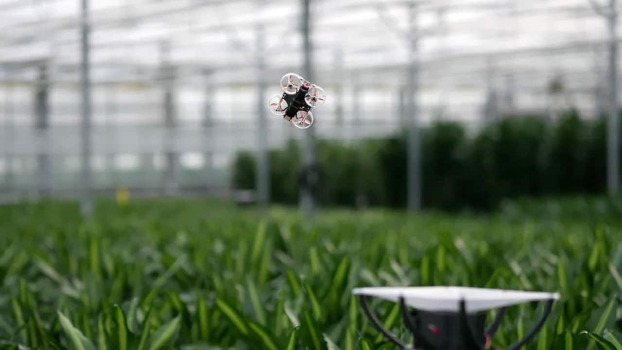 Eradicating greenhouse pests with bat-inspired flying drones.
