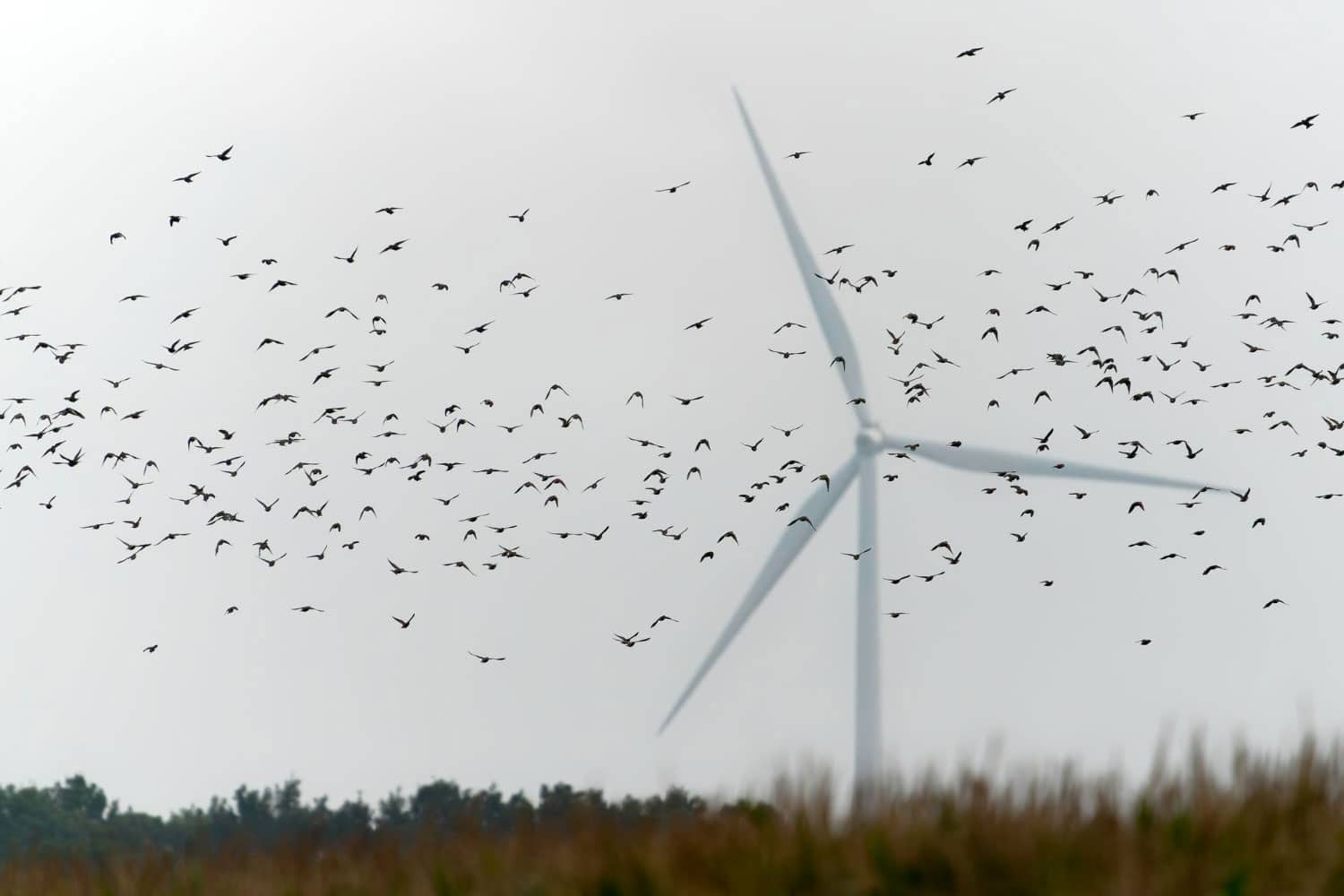Active control of wind turbine speed can help reduce bird mortality.