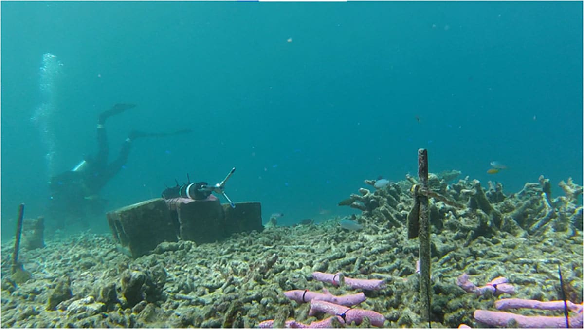 The rubble stabilization field team uses marked pieces of coral rubble to determine how far from their starting point the rubble moves.