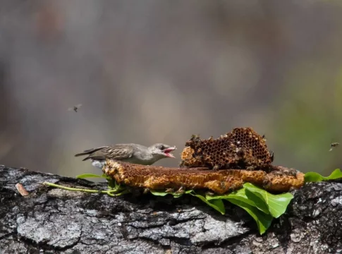 Greater honeyguide feeding on beeswax