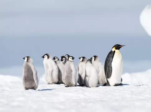 Emperor Penguin with chicks at Snow Hill